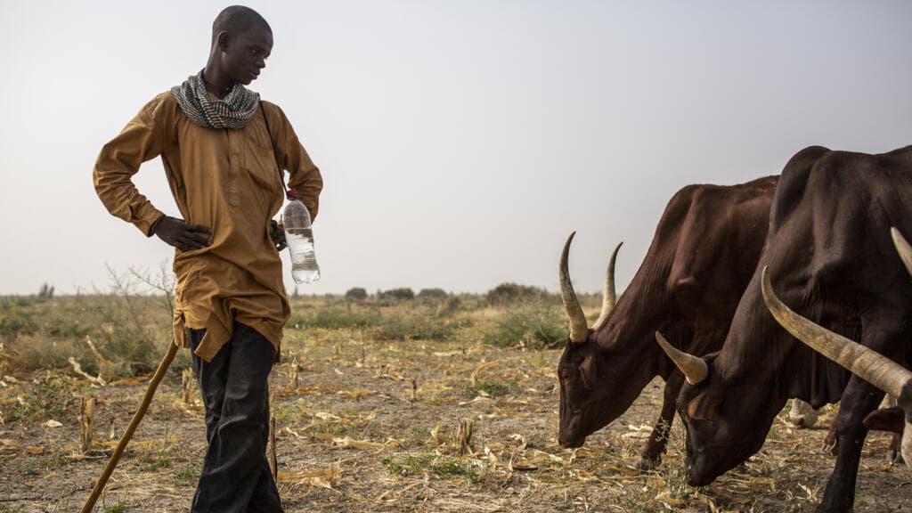 Cameroun : la crise alimentaire persiste malgré les récoltes